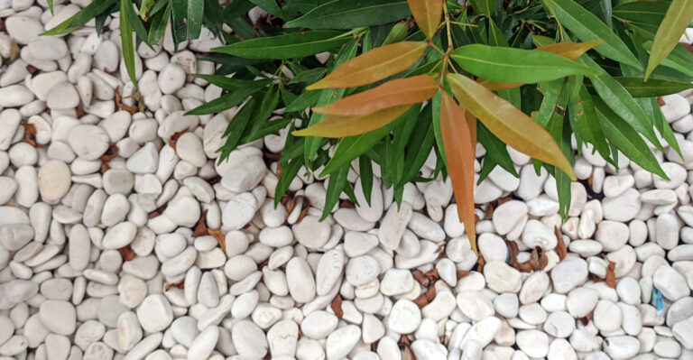 What Wisconsin Gardeners Should Know Before Using Pebbles Around Plants