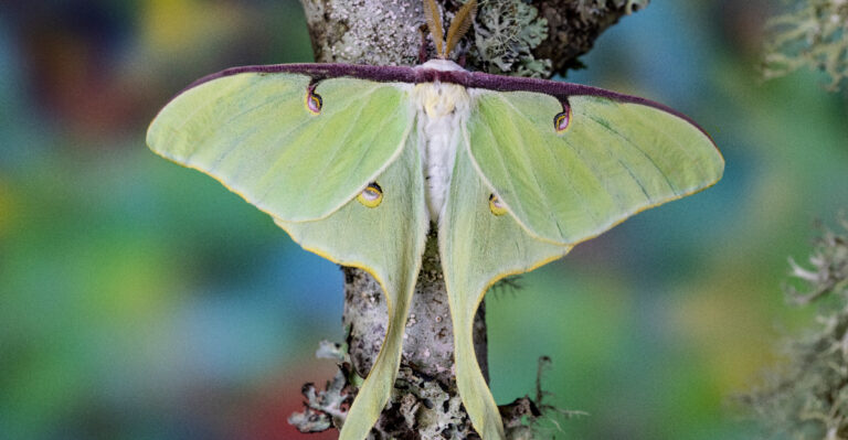 luna moth