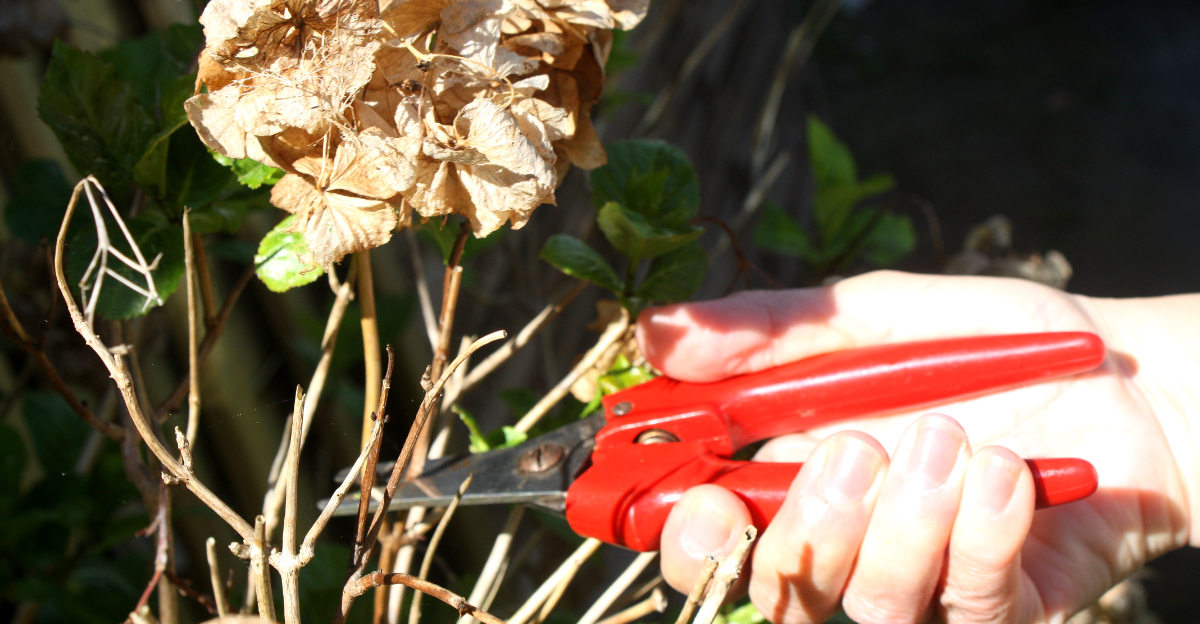 hydrangea cutting