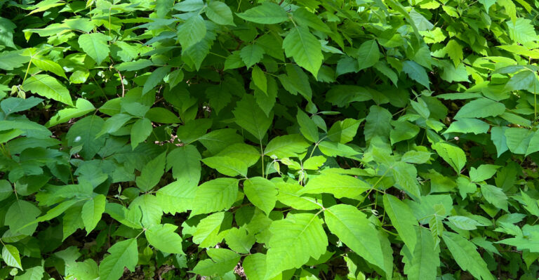 Many Kentucky Homeowners Fear Copperheads But Overlook This Dangerous Shrub