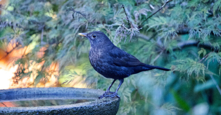 The One Thing That Helps Backyard Birds Survive California Heat Waves