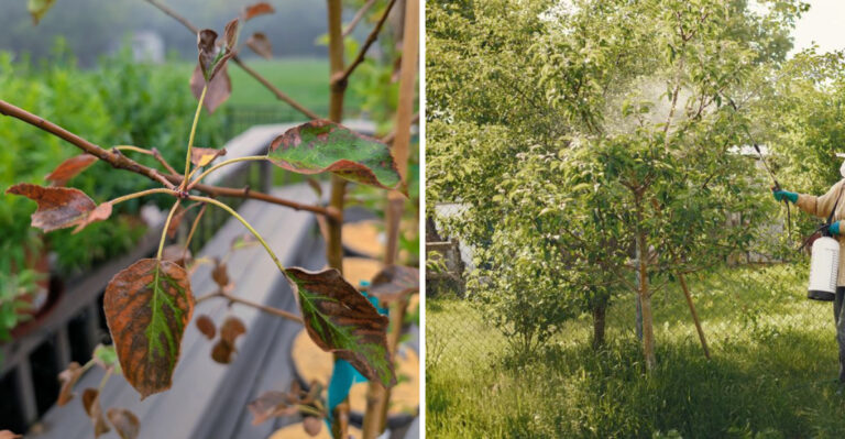What It Means For Missouri Trees When Fire Blight Season Turns Severe