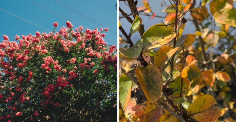 The Crepe Myrtle Leaf Problem Florida Homeowners Often Notice Right As September Begins
