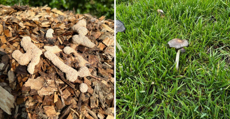 What It Means When Mushrooms Suddenly Appear After Pennsylvania Storms