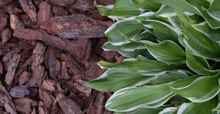 This Summer Job Can Boost Vibrant Hosta Leaves In Wisconsin Gardens