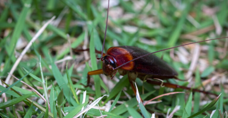 The Common August Yard Mistake That Can Attract Roaches In Alabama