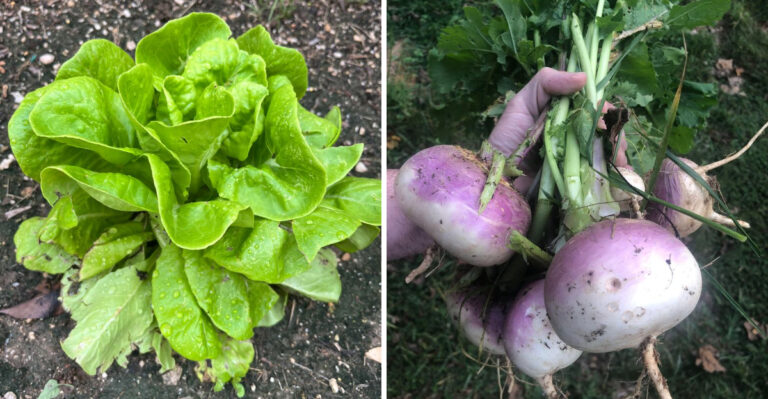 What To Sow In Oregon After Summer Cucumbers And Squash Come Out