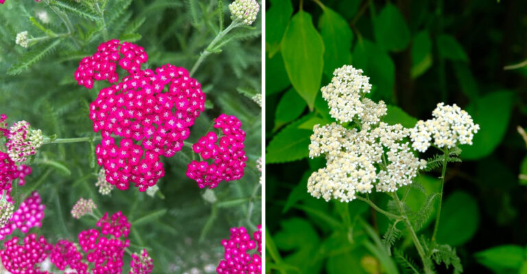 The Native Texas Plant You Need If You Want Spider Mites To Find Your Yard Less Attractive