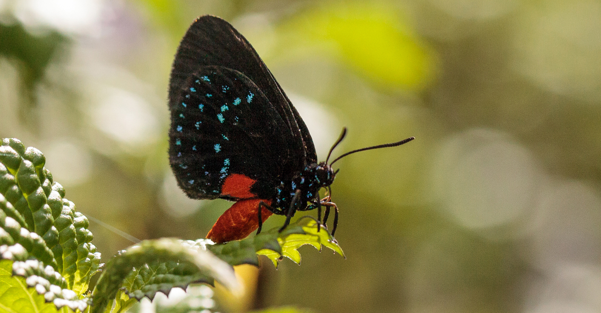 atala butterfly