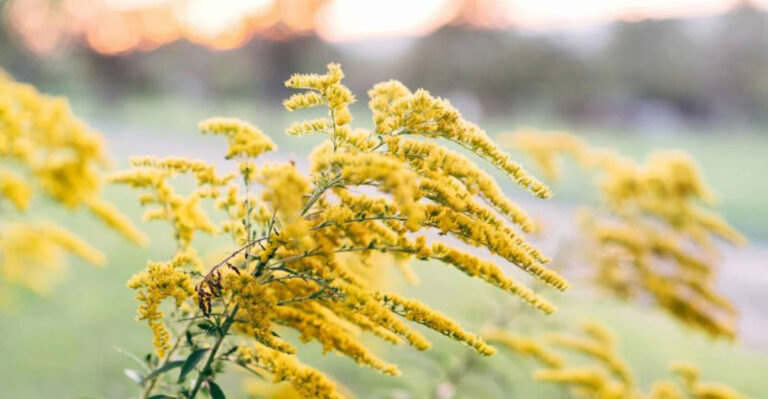 The Most Underrated Pennsylvania Native Flower That Feeds Late-Season Bees