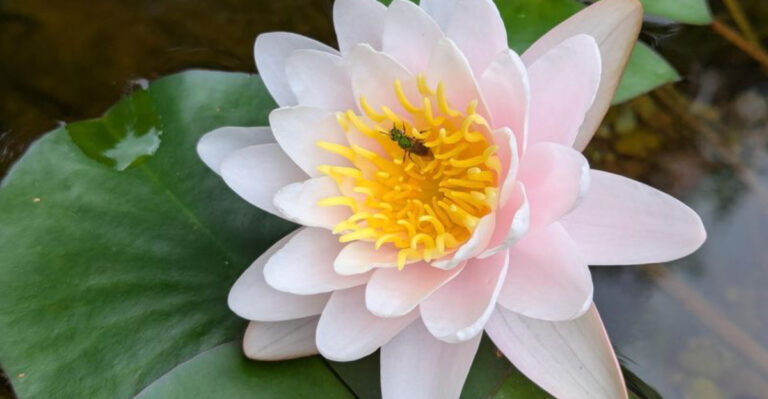 Georgia Plants That Pull In Dragonflies To Knock Down Late-Summer Mosquitoes