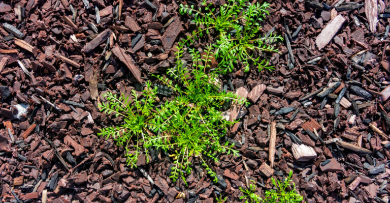 The One Mulch Gap Michigan Gardeners Should Close Before Late-Summer Weed Seeds Drop