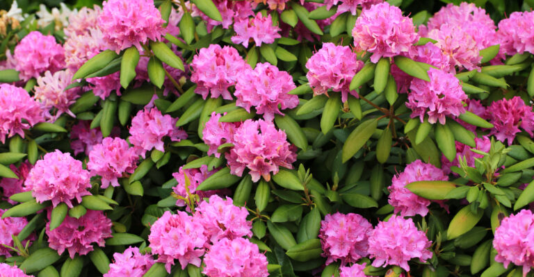 rhododendron
