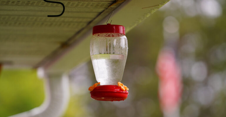 This Feeder Mistake Could Be Hurting New York Hummingbirds This August