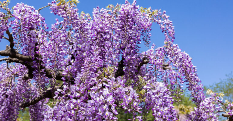 Wisteria (featured image)