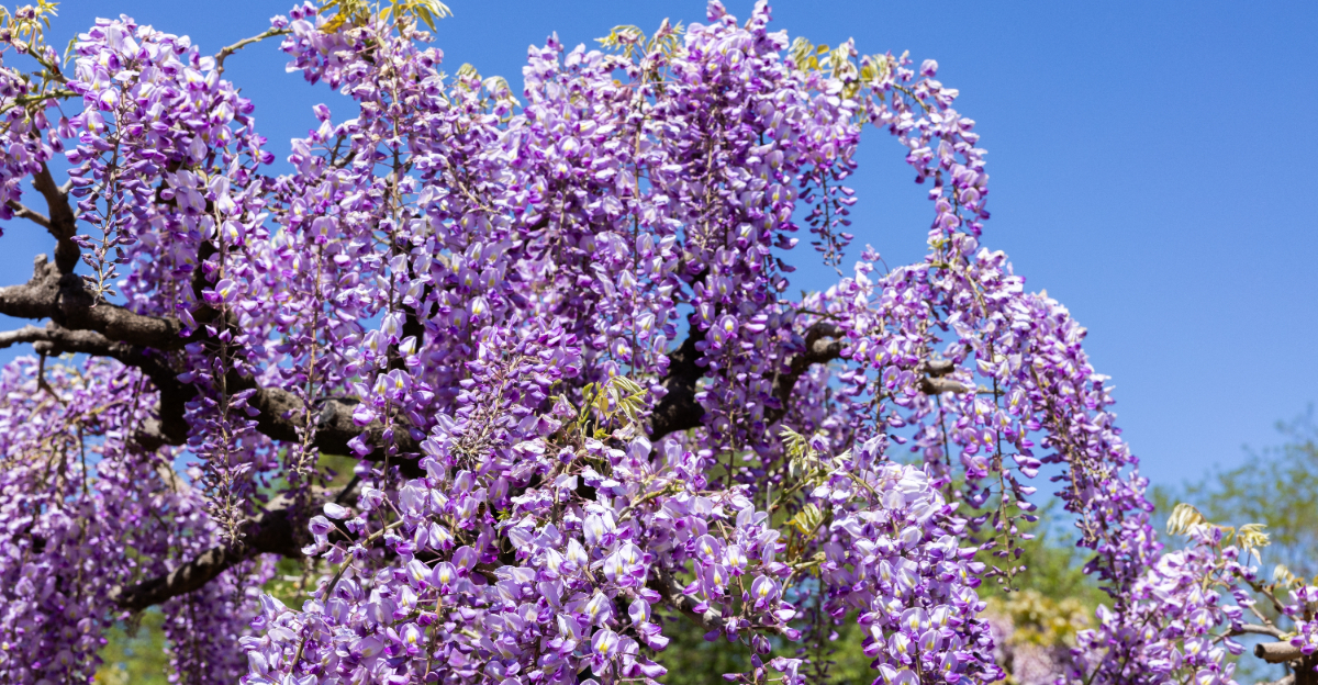 Wisteria (featured image)