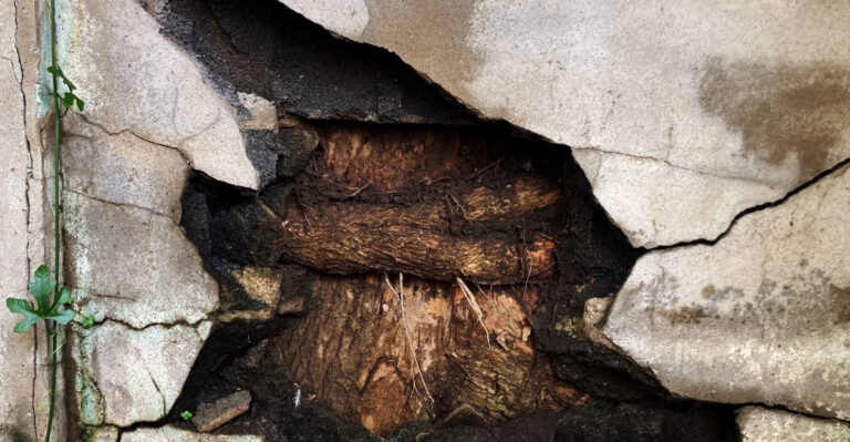 Who Is Responsible When California Tree Roots Damage A Sewer Line?
