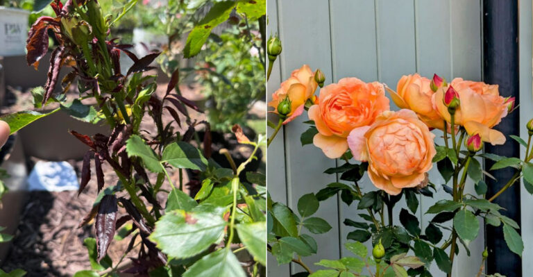 What Happens If You Prune Oregon Roses During This Late-Summer Heat?