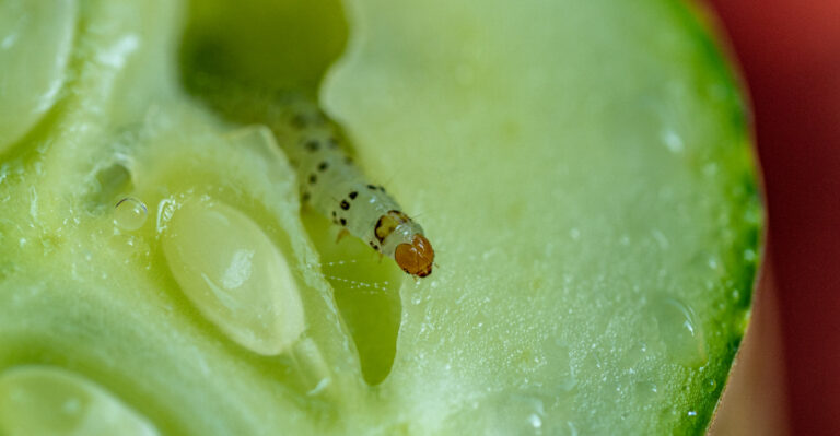 These Are The Most Destructive Worms Tunneling Into Georgia Cucumbers Right Now