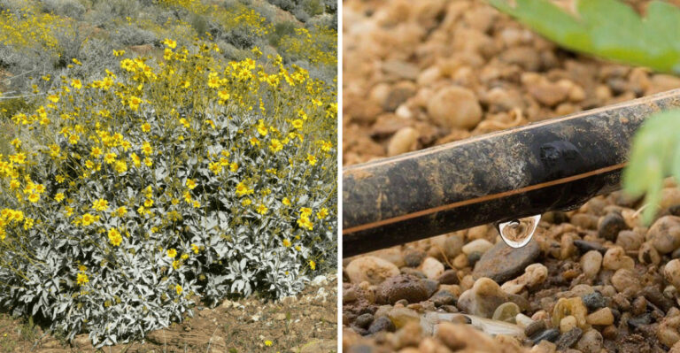 Don’t Let Summer Heat Dry Out Your Arizona Native Shrubs