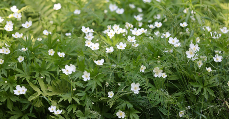 Canadian anemone