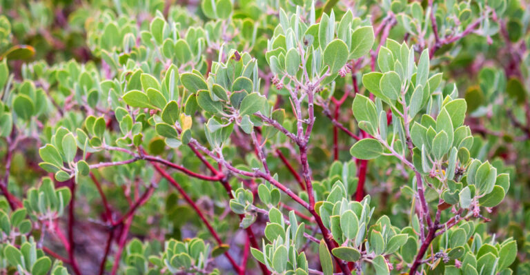 California Native Plants That Work Well In Lawn Rebate Projects This Fall