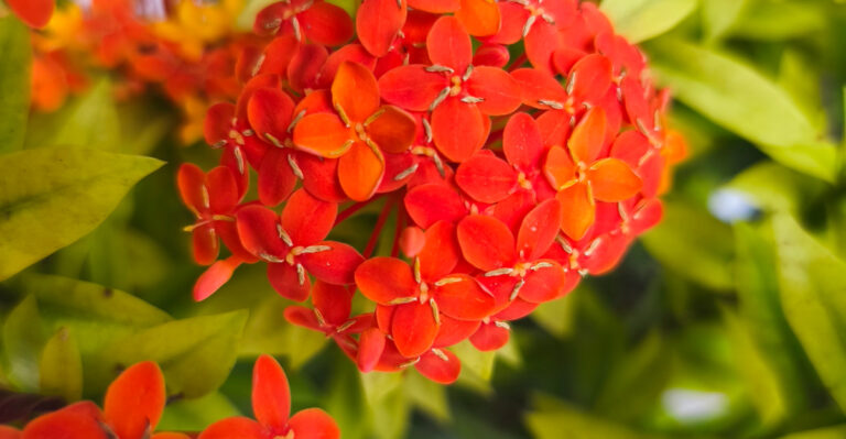 ixora