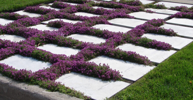 creeping thyme
