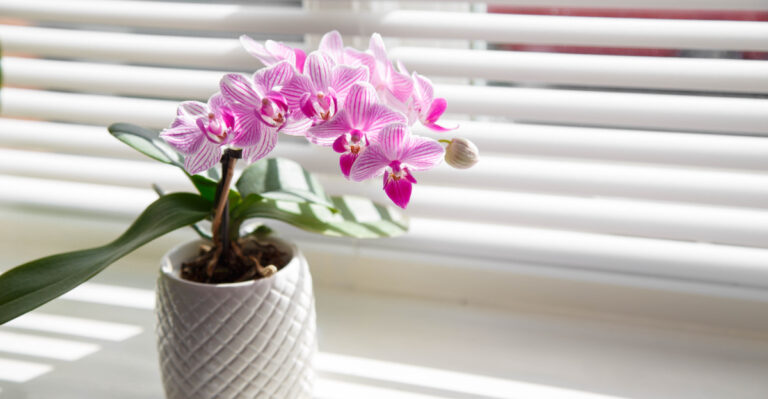 What To Do After Your Nevada Orchid Blooms In August To Help It Bloom Bigger Next Year
