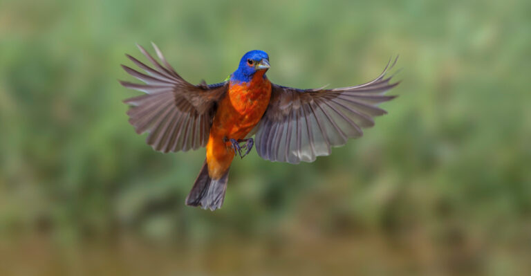Why Painted Buntings Are Missing From Your South Carolina Yard, And What Finally Brings Them In