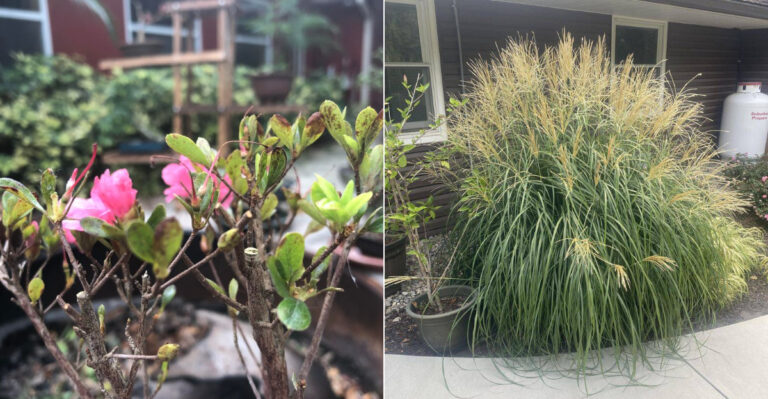 The Oregon Plants You Should Not Cut Back In September