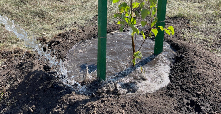 tree watering