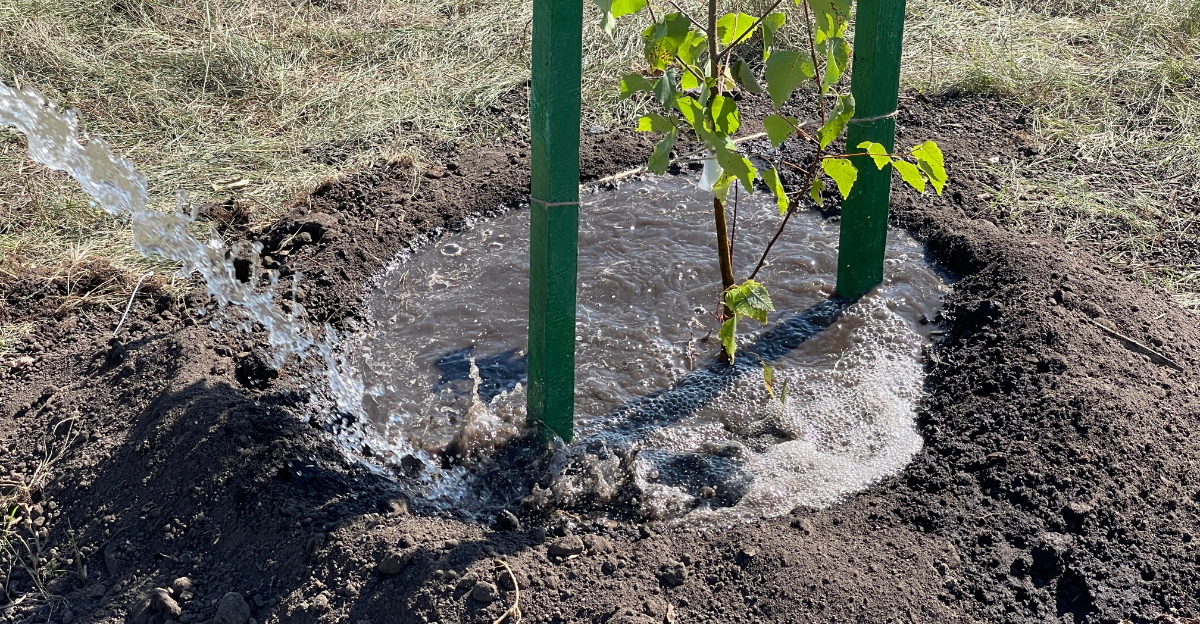 tree watering
