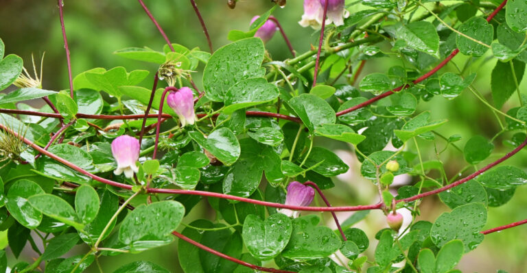 viorna Clematis flowers