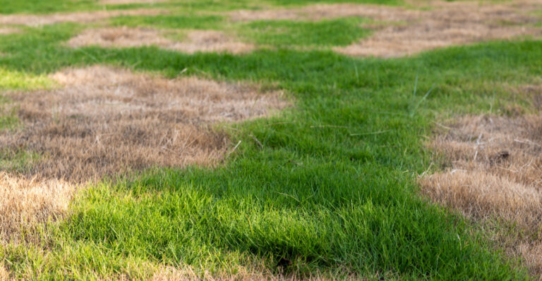 How To Turn Brown Patches Into A Stronger Oklahoma Lawn Next Year