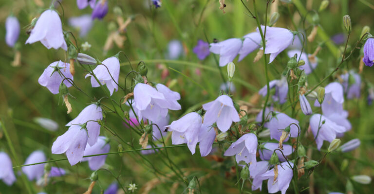 Harebell