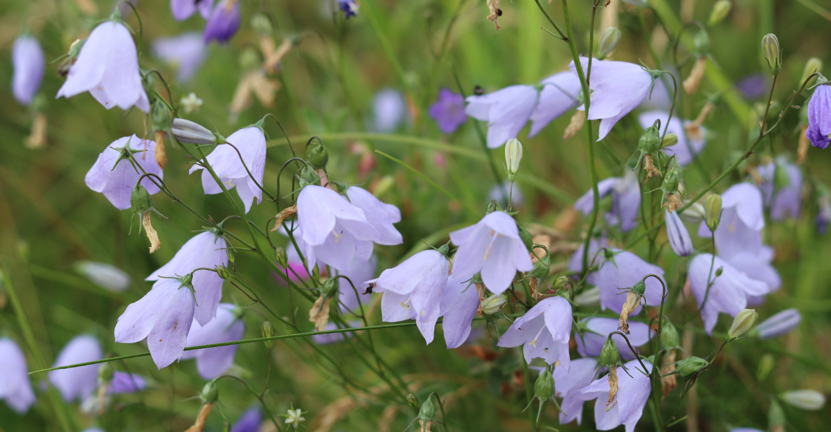 Harebell