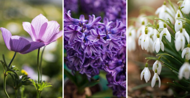 Plant These 12 Bulbs This Fall For A Show-Stopping Spring Garden