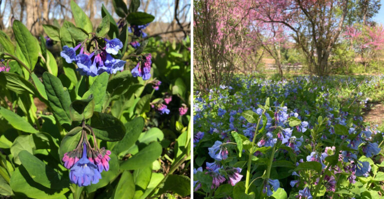 Why Michigan Gardeners Are Adding Virginia Bluebells To Shade Gardens This Fall