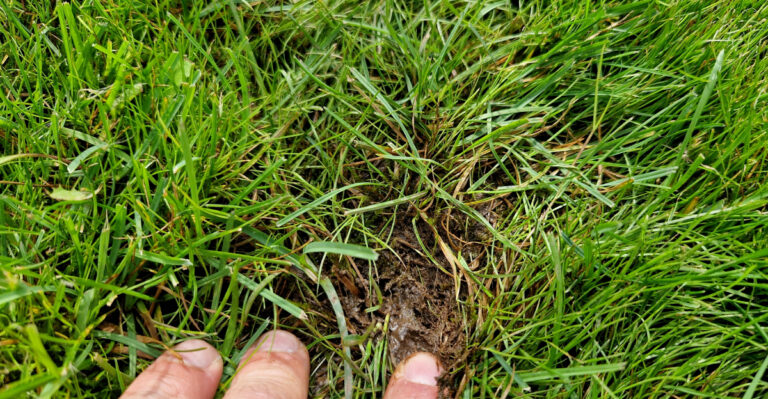 touching lawn