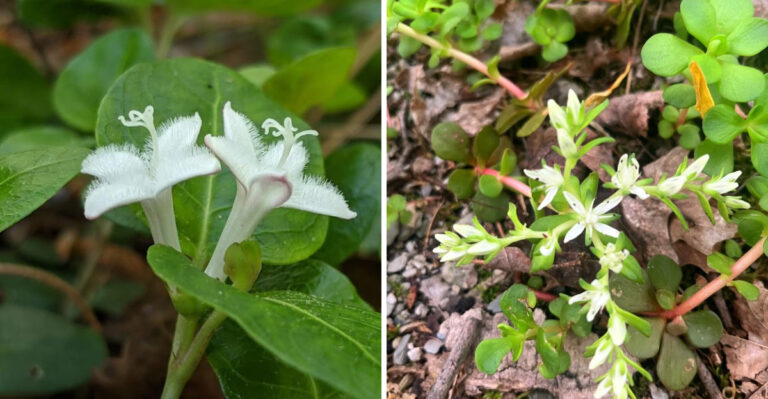 These Forgotten Native North Carolina Groundcovers Outperform Liriope In Deep Shade