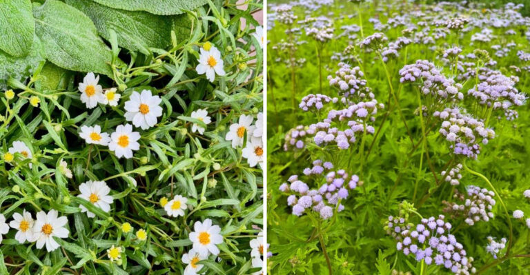 blackfoot daisy and greggs blue mistflower