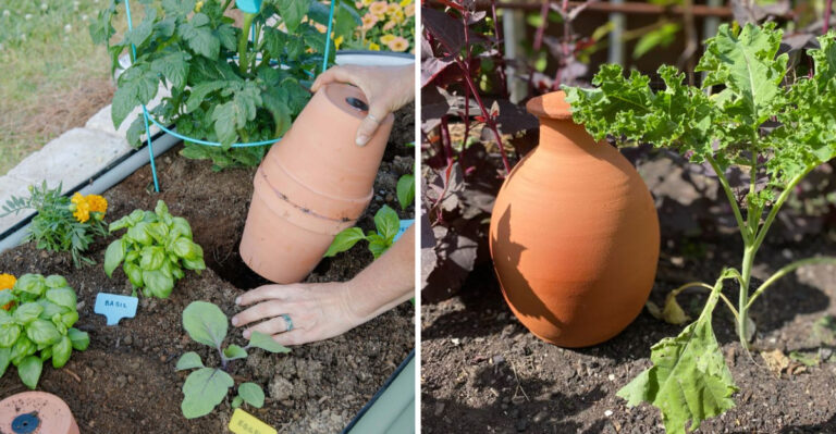 Why More Arizona Gardeners Are Switching To Ollas Before The Fall Planting Window