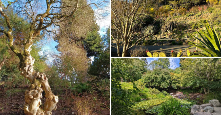 The California Arboretum With One Of The Oldest Tree Collection In The State