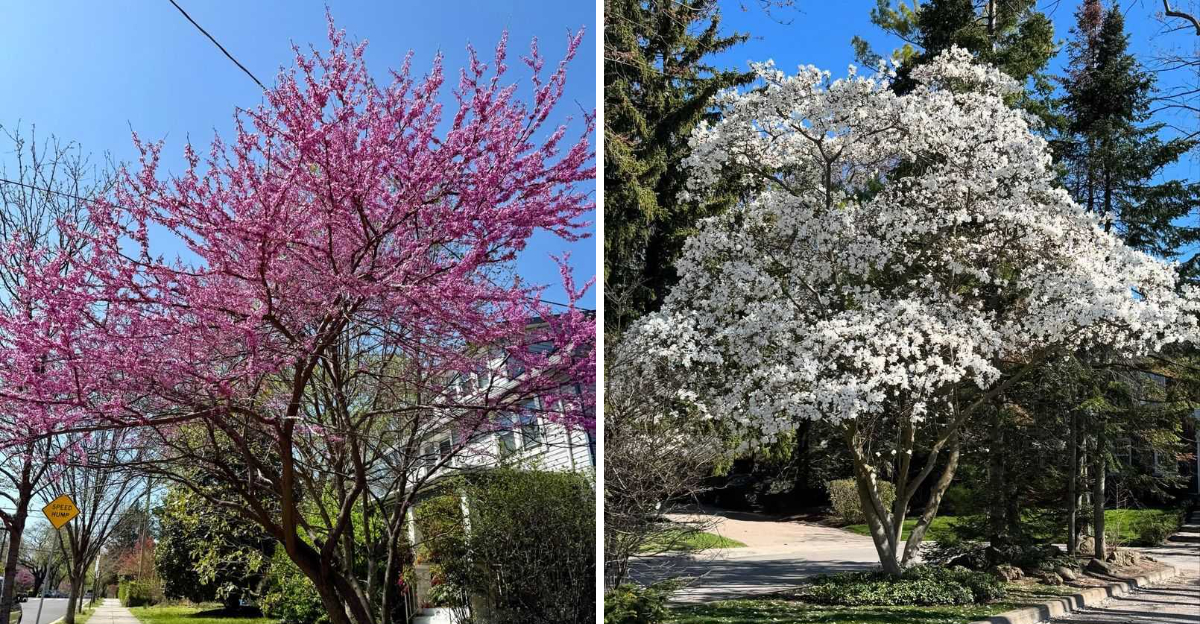 eastern redbud and star magnolia
