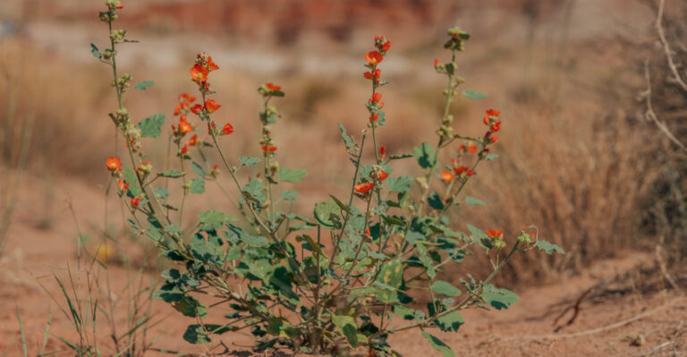 plant (featured image)