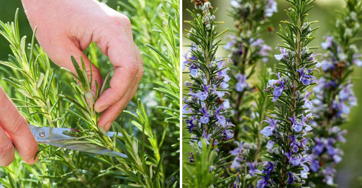 rosemary
