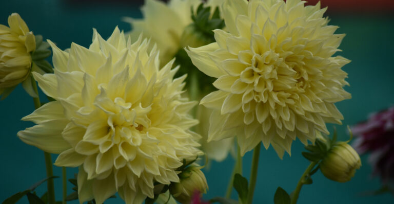 8 Crucial August Dahlia Tasks To Keep Blooms Going Into Fall In Vermont