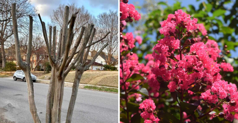 The August Mistake That Can Leave Georgia Crape Myrtles With Fewer Blooms