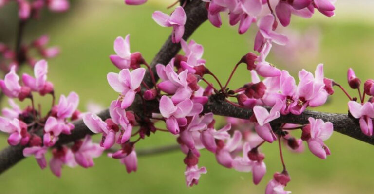 The California Native Shrubs To Buy In September And Plant When Cooler Weather Arrives